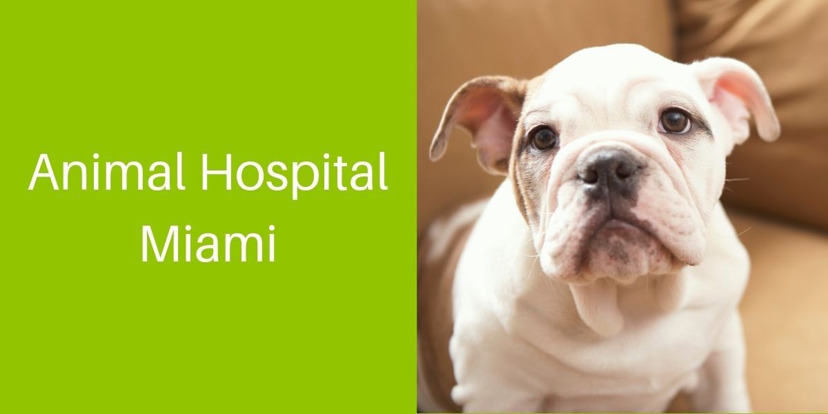 Animal_Hospital_Miami-1