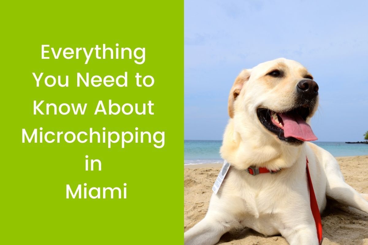 Everything-You-Need-to-Know-About-Microchipping-in-Miami