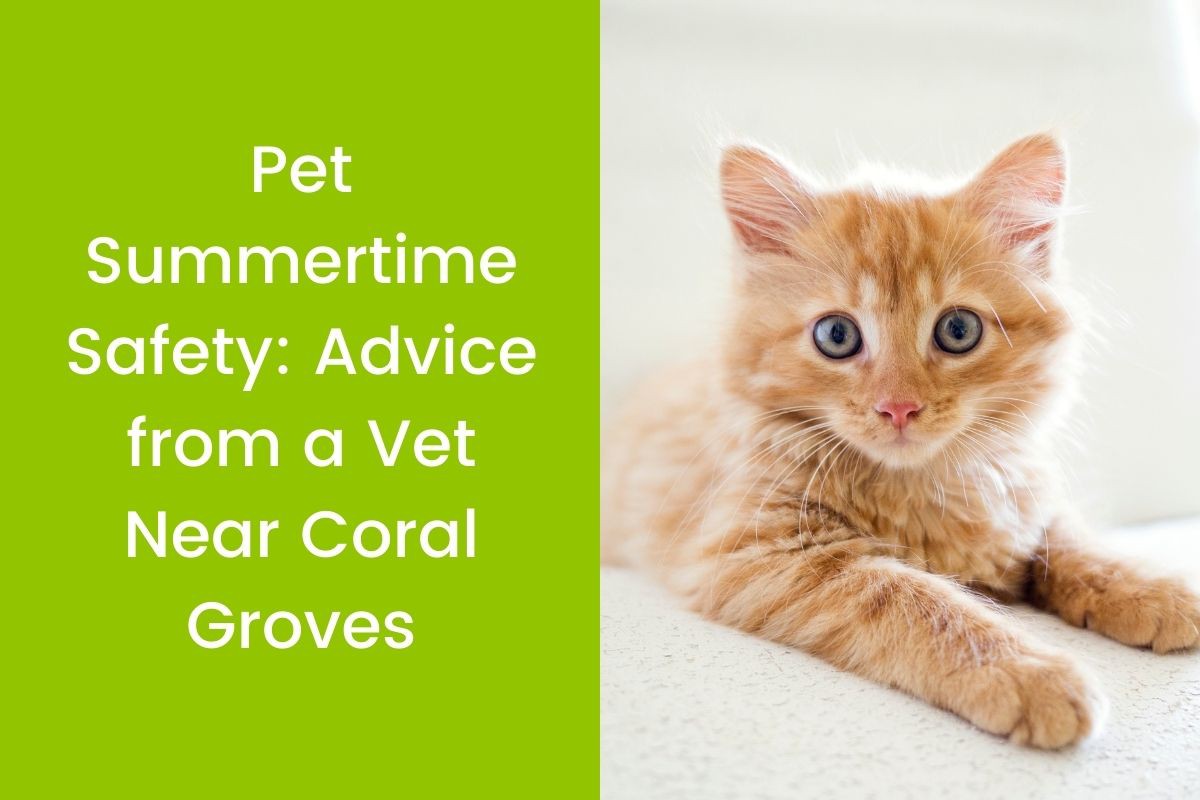 20220526-033918Pet-Summertime-Safety-Advice-from-a-Vet-Near-Coral-Groves