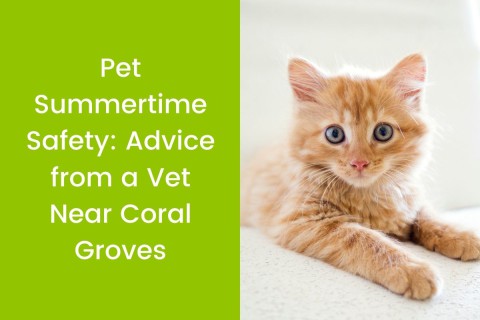 Pet Summertime Safety: Advice from a Vet Near Coral Groves