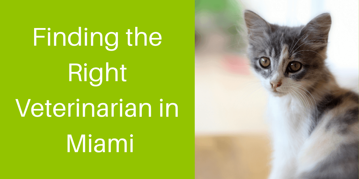 Finding-the-Right-Veterinarian-in-Miami