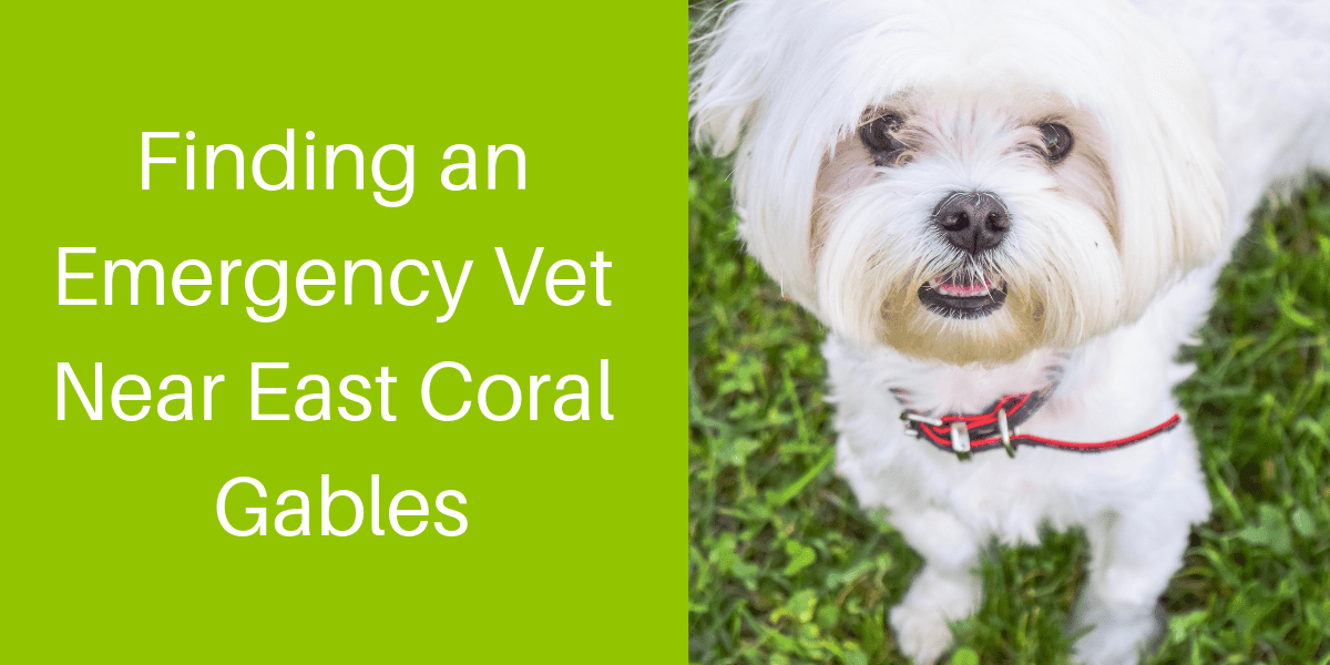 Finding an Emergency Vet Near East Coral Gables