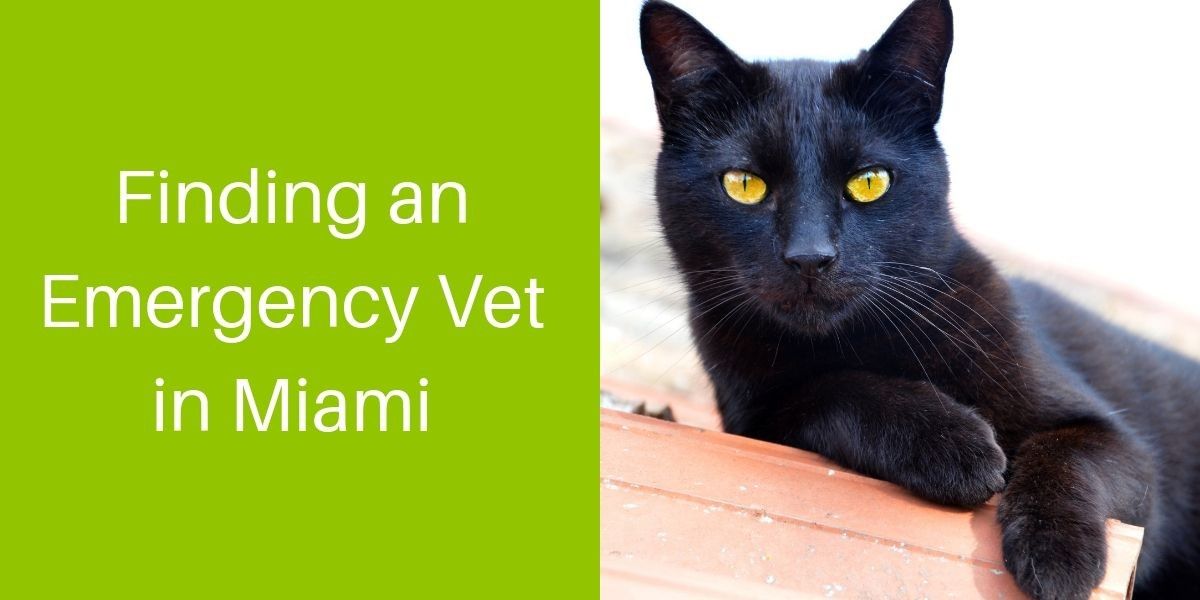 Finding an Emergency Veterinarian in Miami