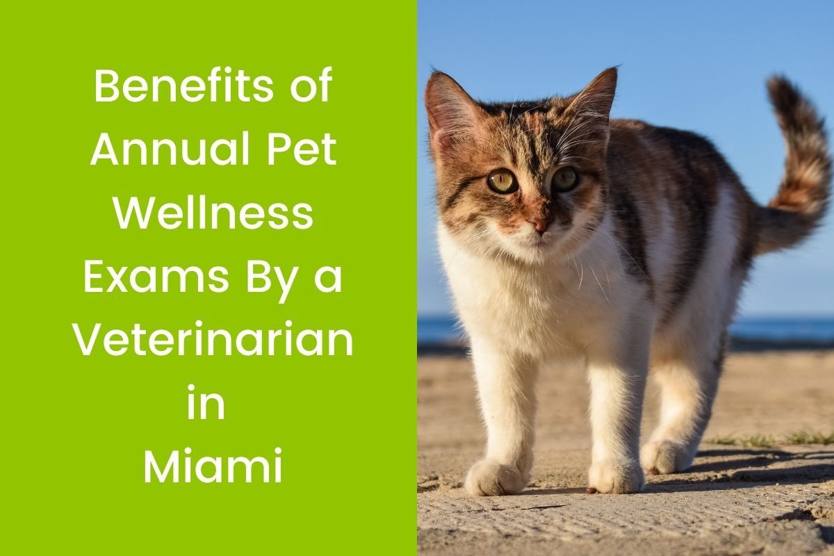 Benefits-of-Annual-Pet-Wellness-Exams-By-a-Veterinarian-in-Miami-2
