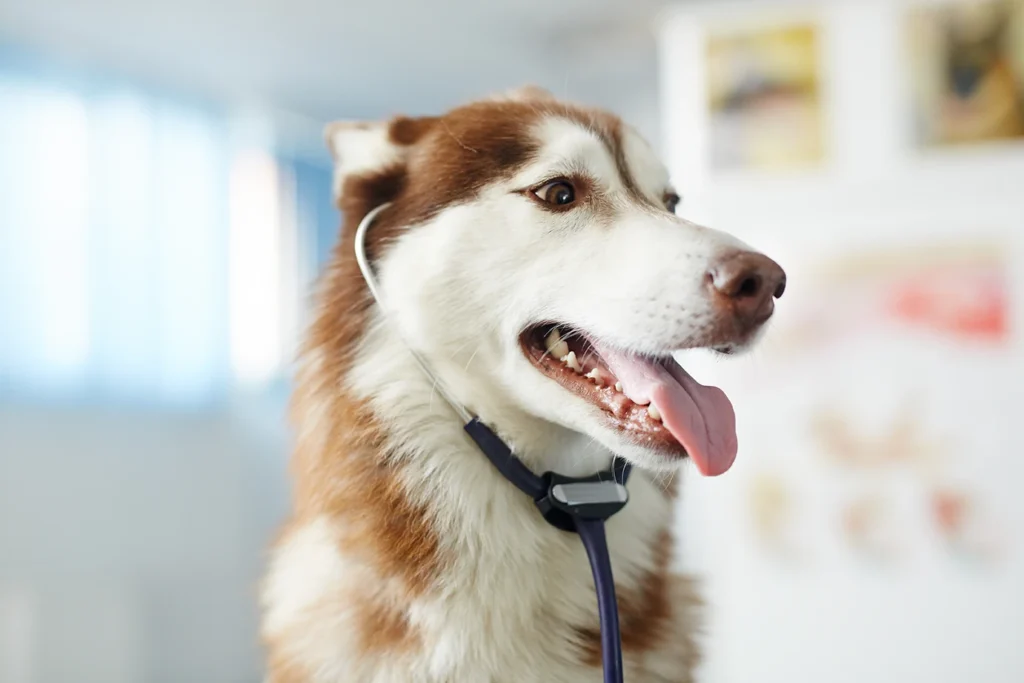 A Siberian Husky with a stethoscope around its neck, looking attentively to the side.
