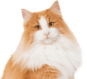 Fluffy orange and white cat with long fur and expressive eyes, looking towards the viewer.