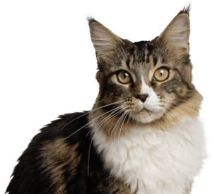 A brown tabby cat with white fur and large ears looking forward.