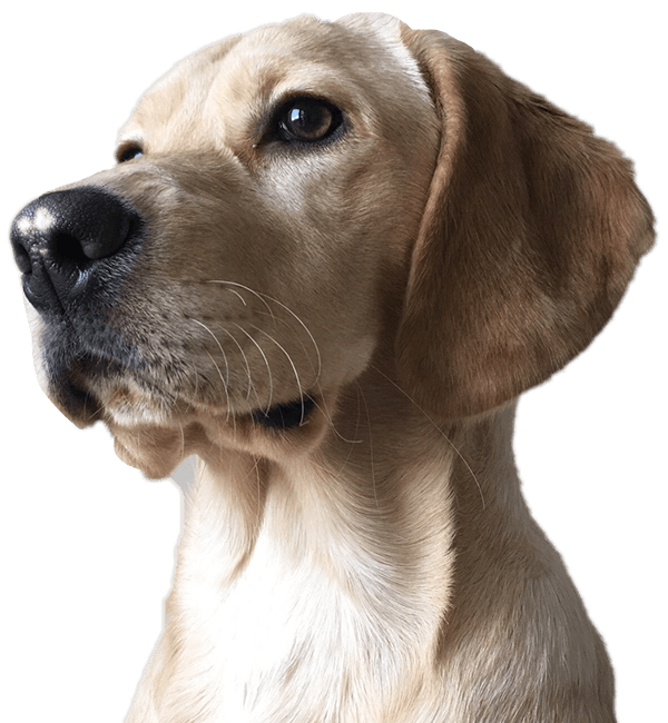 Golden Labrador Retriever with a curious expression, ears perked up.