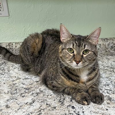 A tabby cat with striking green eyes lies on a speckled countertop, gazing directly at the camera.