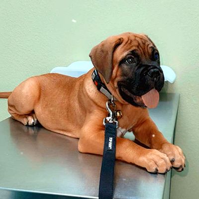 A brown puppy with a black snout and leash, sitting on a metallic surface, looking up with its tongue out.