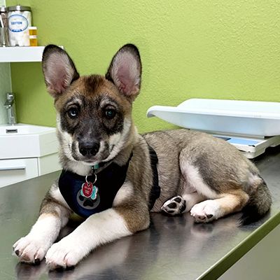 A small dog with pointed ears and a harness lies on a metal table in a vet clinic.