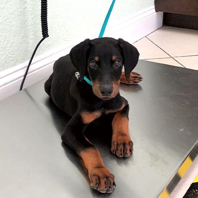 A black and tan Doberman puppy lying down, looking up with attentive eyes, wearing a teal collar and leash.