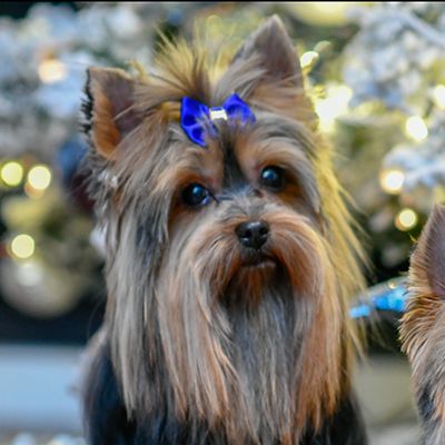 Yorkshire Terrier with a blue bow on its head, sitting and looking forward, surrounded by blurred lights and decorations.