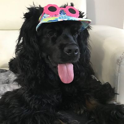 A black dog wearing a colorful cap with pink sunglasses is sitting on a light-colored chair, tongue out.