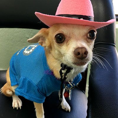 A small dog wearing a blue shirt and a pink hat with a black band sits on a chair, looking directly at the camera.