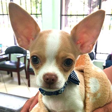 A Chihuahua with large ears, wrapped in a blanket, wearing a blue collar, and looking directly at the camera.