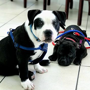 Two puppies on a tiled floor, one black and white sitting with a blue harness, the other black lying down with a red harness.