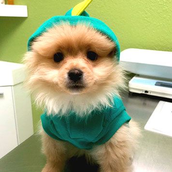 A fluffy puppy wearing a green hoodie with a small leafy ornament on its head, standing on a metallic surface.