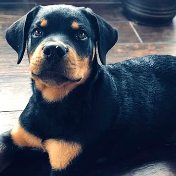 A Rottweiler puppy with a glossy black coat and tan markings lies on a wooden floor, gazing upward.