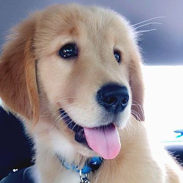 Golden retriever puppy with a blue collar, tongue out, sitting in a car.