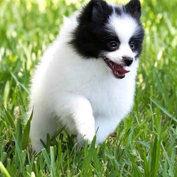 Fluffy black and white puppy joyfully running through green grass.