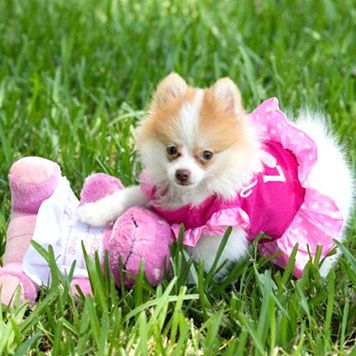 A small dog wearing a pink dress lies on grass with a pink stuffed toy.