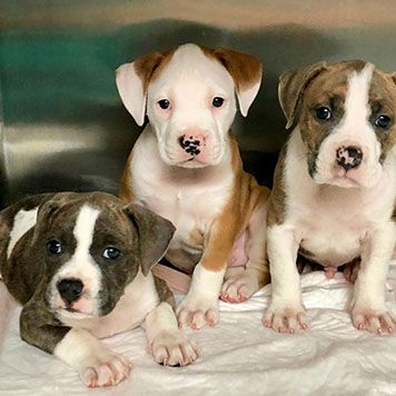 Three adorable puppies with various coat patterns sit and lie on a white blanket, looking curiously at the camera.