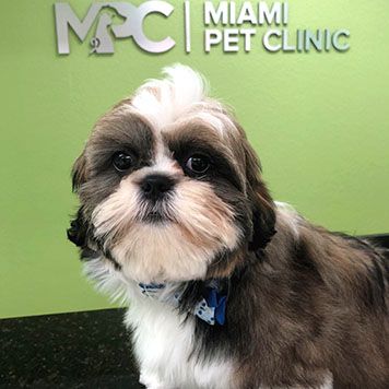 Shih Tzu dog with a blue collar sits in front of a green wall with a "Miami Pet Clinic" logo.