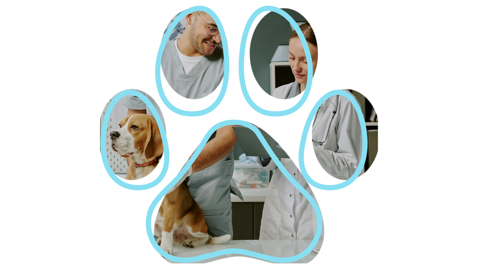 Veterinarians examine a beagle on a table, framed by a paw-shaped collage.