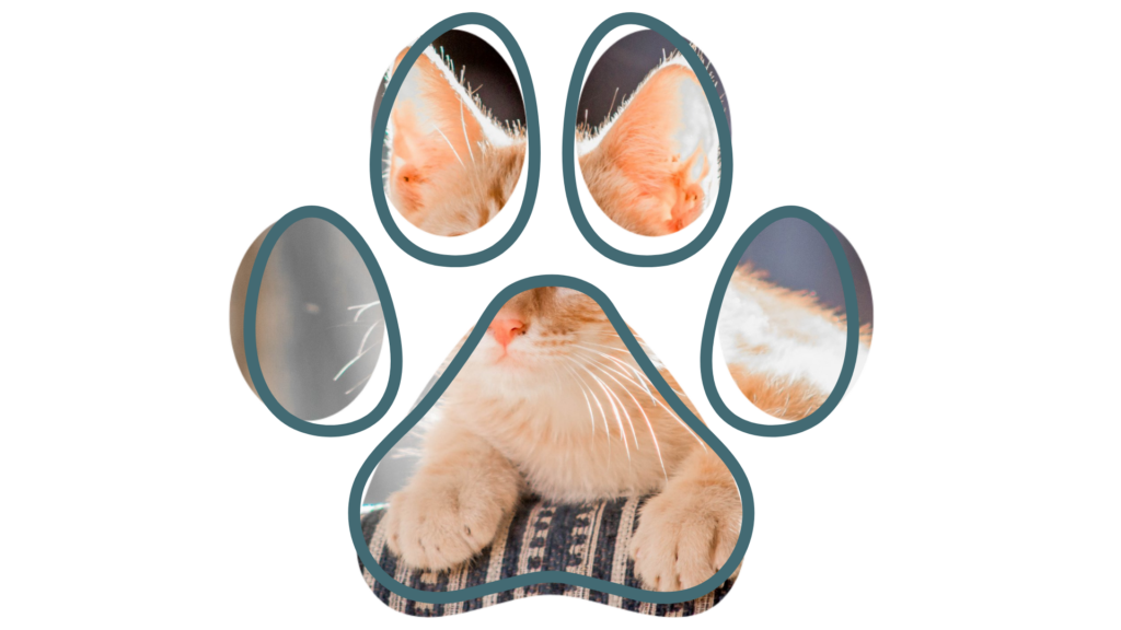 Orange cat resting, viewed through paw-shaped frames.