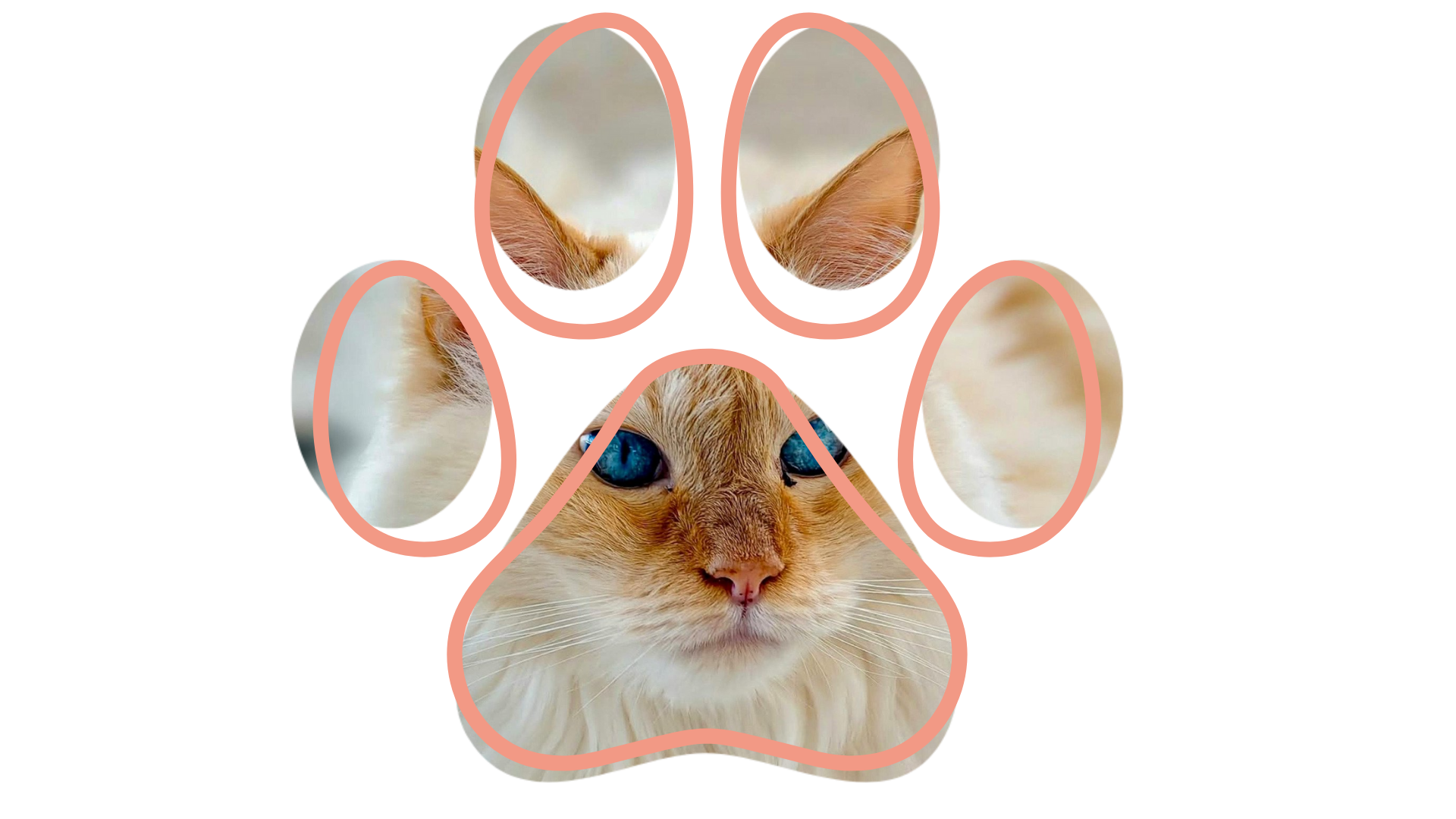 A cat's face with blue eyes framed within a paw print outline.
