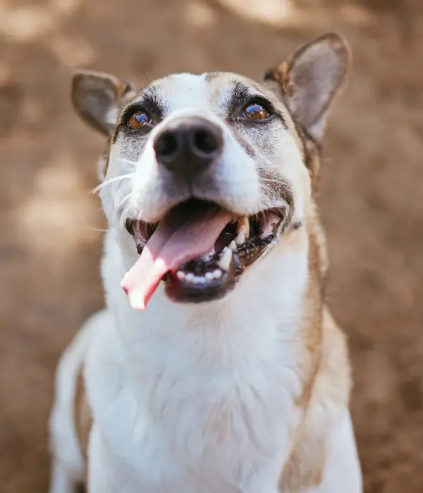 A happy dog with a playful expression, tongue out, looking up with bright eyes.