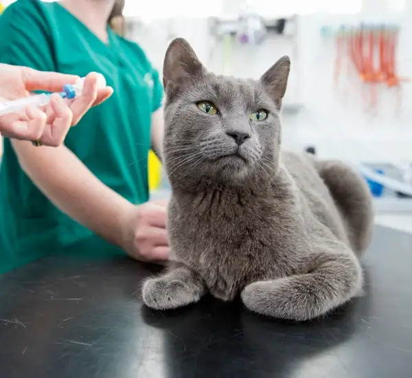 A gray cat rests on a table as a person wearing scrubs prepares a syringe nearby.