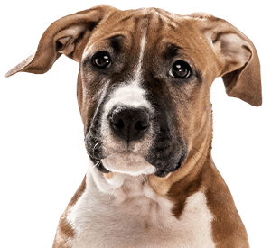 A brown and white dog with floppy ears and expressive eyes looking forward.
