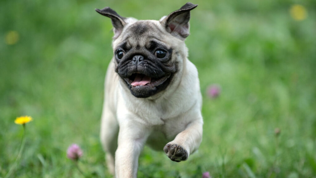 A happy pug running on grass with small flowers around.