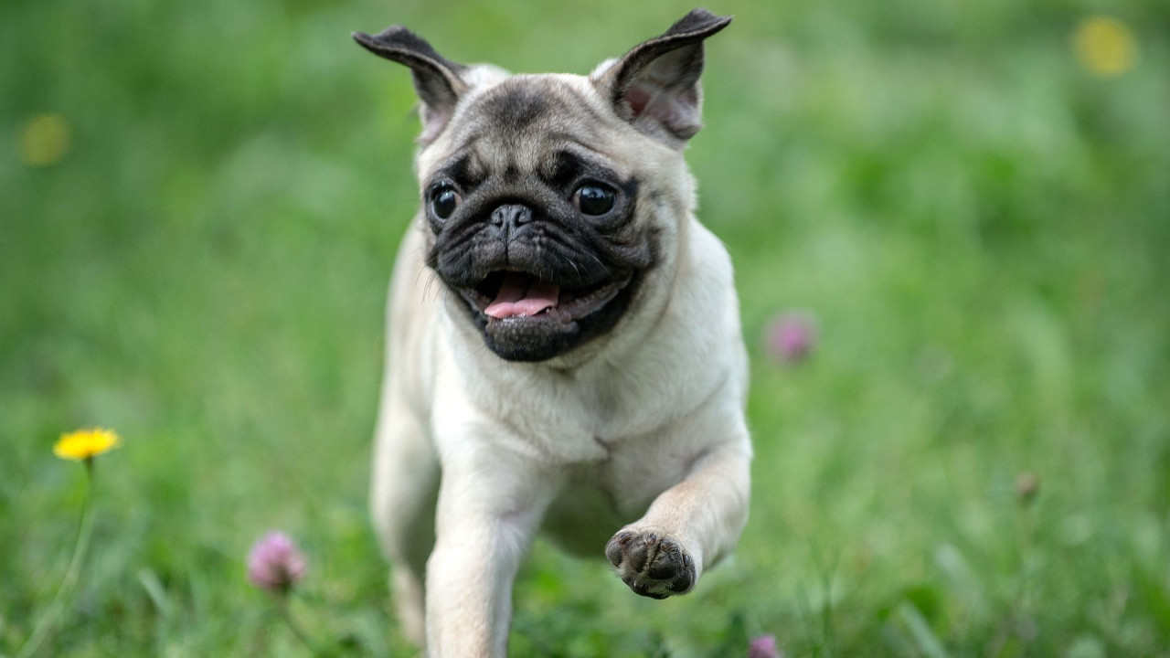 A happy pug running on grass with small flowers around.