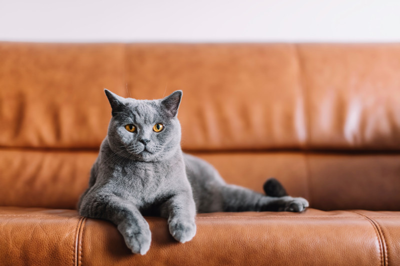 A grey cat with yellow eyes lounging on a brown leather couch.