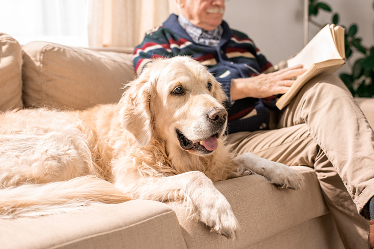 A Golden Retriever lies on a couch next to an older person reading a book.