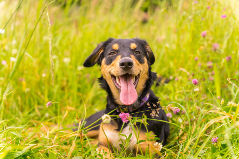 A happy dog with a black and tan coat lying in a grassy field, tongue out.