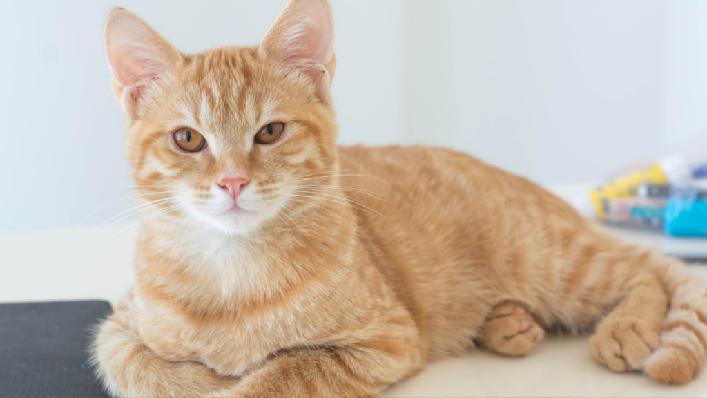 A ginger tabby cat lying down, with bright eyes and alert ears.