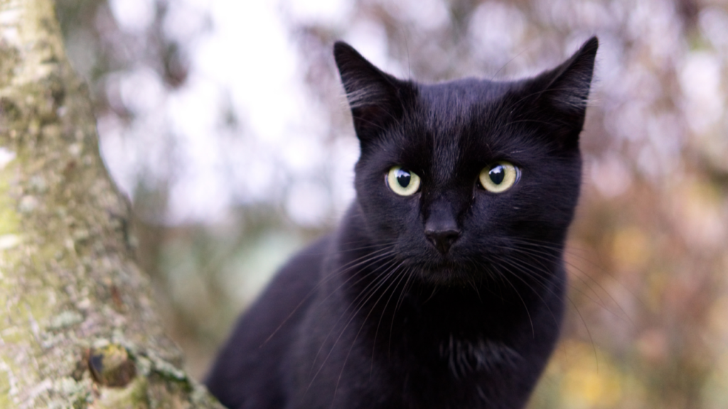 A black cat with green eyes sits beside a tree, gazing intently ahead.