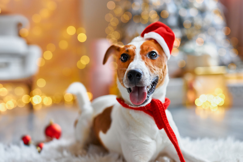 A happy dog wearing a Santa hat and scarf, lying on a rug with festive lights in the background.