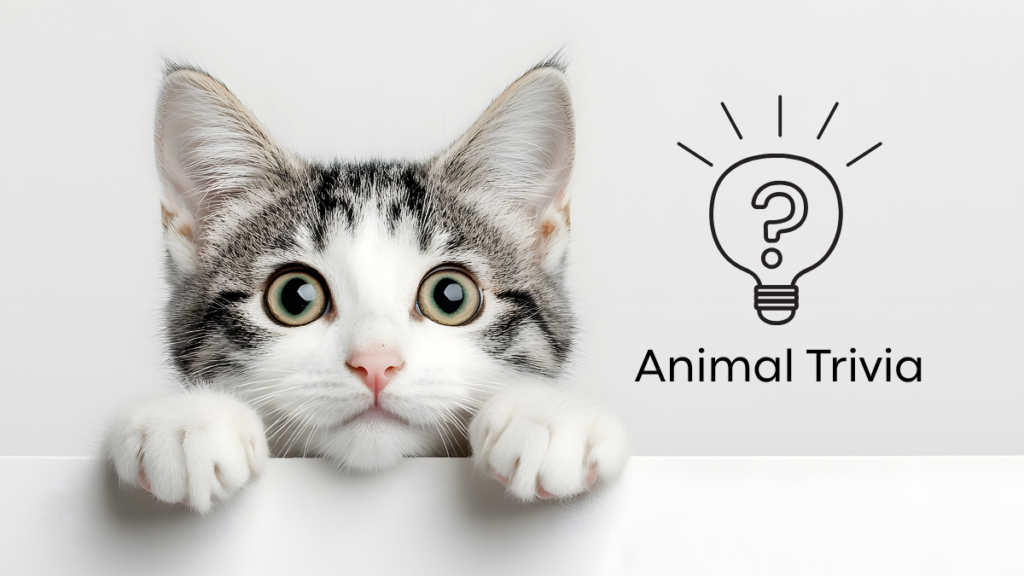 A curious kitten peeks over a ledge with wide eyes next to the text "Animal Trivia" and a lightbulb with a question mark.