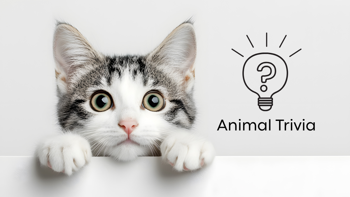 A curious kitten peeks over a ledge with wide eyes next to the text "Animal Trivia" and a lightbulb with a question mark.