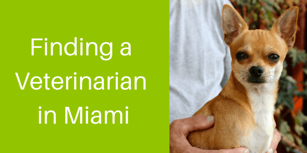 A small brown chihuahua being held by a person, next to text about finding a veterinarian in Miami.