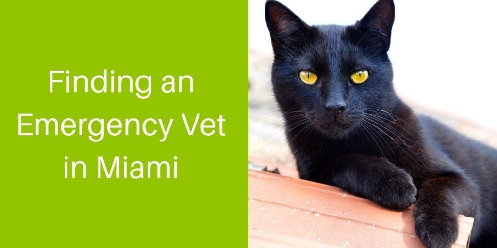 Black cat with bright yellow eyes lying on a ledge, alert and relaxed.