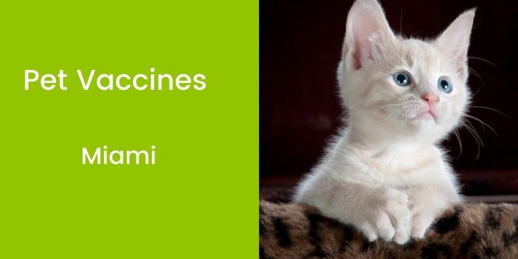 Cute kitten with blue eyes staring upward, next to text reading "Pet Vaccines Miami."