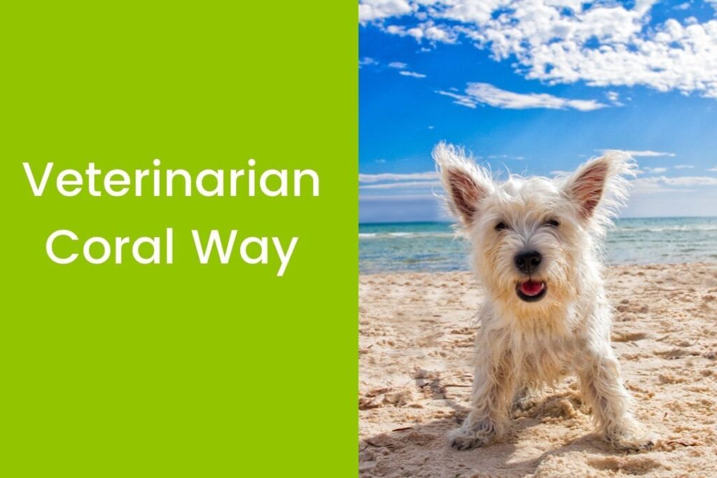 White dog with perky ears stands on a sandy beach under a bright blue sky.