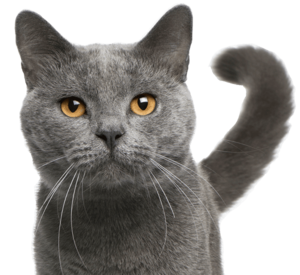 Gray cat with golden eyes and a curved tail, looking directly at the viewer.