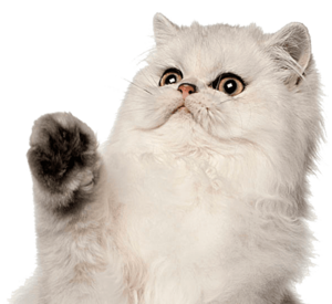 Fluffy white cat with big eyes raising its paw.